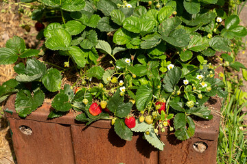 Fresh Strawberries Growing in a Garden Planter. container gardening concept
