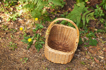 las,kosz  © Marcin Łazarczyk