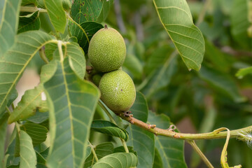 Growing walnut in shell on branch.Green leaves. Walnut tree.Walnuts in peel.
