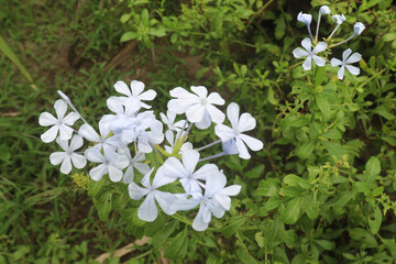 plumbago auriculata flower plant on nursery