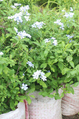 plumbago auriculata flower plant on nursery