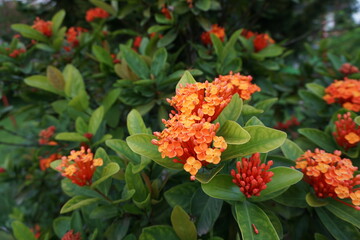 A bunch of red Ixora flower blooming on tree, Closeup shot of Ixora Chinensis flowers, A bunch of red flowers blooming together with a green background