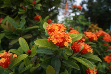 A bunch of red Ixora flower blooming on tree, Closeup shot of Ixora Chinensis flowers, A bunch of red flowers blooming together with a green background