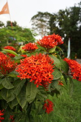 A bunch of red Ixora flower blooming on tree, Closeup shot of Ixora Chinensis flowers, A bunch of red flowers blooming together with a green background