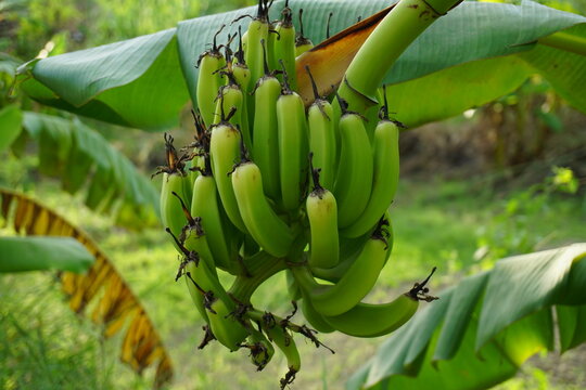 A bunch of bananas hanging on tree, Unripe green bananas on banana tree, Closeup shot of green bananas