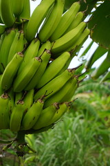 A bunch of bananas hanging on tree, Unripe green bananas on banana tree, Closeup shot of green bananas