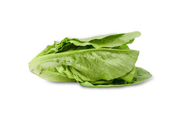 Fresh romaine lettuce leaf isolated on white background