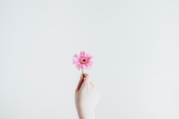 白背景、一輪のガーベラを持つ手