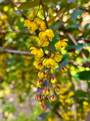  Berberis vulgaris is a shrub in the genus Berberis