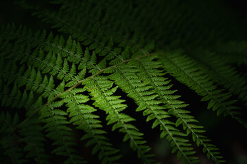 Grünes dunkles Farn Blatt im Wald