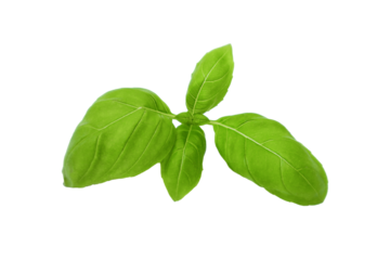 Green basil sprig isolated on white background