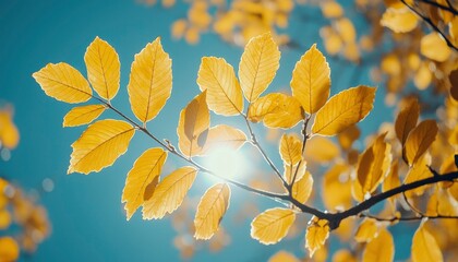 Obraz premium Golden Leaves Against a Blue Sky with Sunbeams