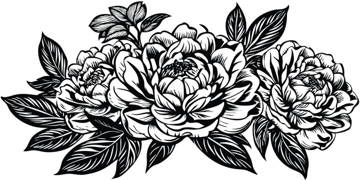 beautiful peony flowers isolated on a white background vector art illustration