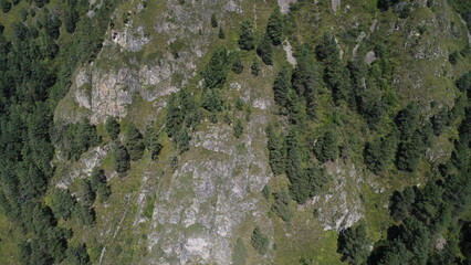 Obraz premium Aerial top view forest tree, Rainforest ecosystem and healthy environment concept and background, Texture of green tree forest view from above