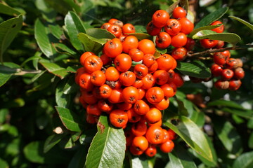 seasonal red berries and green leaves. Autumn and winter foliage in garden 