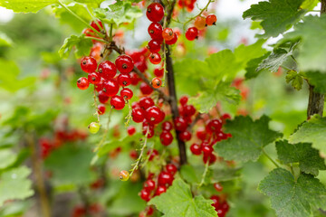 Branch of ripe red currant in a garden