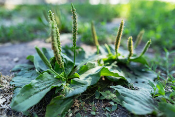 Plantain flowering plant with green leaf. Plantago major leaves and flowers broadleaf plantain,