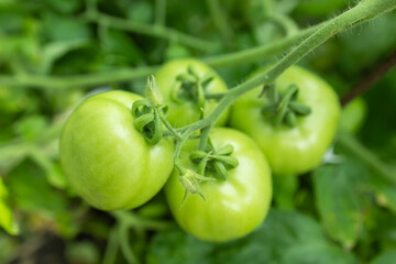 A bunch of green tomatoes on a bush. Tomatoes ripen in the garden.