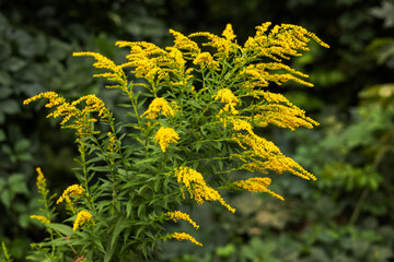 Yellow Solidago gigantea, also known as tall goldenrod and giant goldenrod, in flower