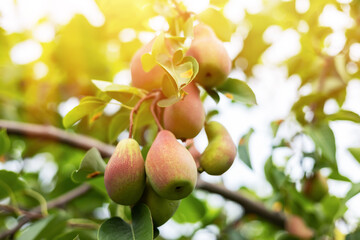 Pears on a tree branch closeup in orchard