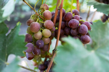 beautiful bunch of ripe blue grapes hanging on vineyard. ripe grapes ready for harvest at a vineyard.