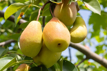 Ripe big pears on a tree in the garden in sunny weather