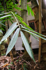 Close up of small green bamboo leaves