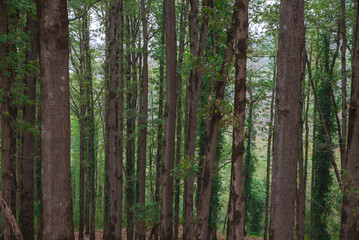 Obraz premium Autumn forest road leaves fall in ground landscape on autumnal background in November, Atmospheric autumn forest in fog. Yellow and orange leaves on trees in mountain forest in North Africa, Algeria.