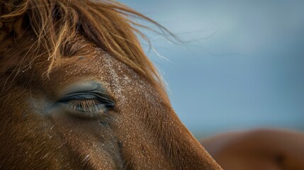 Charming animal expressions, a horse with its mane blowing in the wind, eyes closed