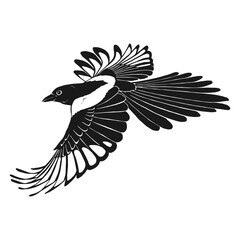 Magpie, flying bird. Hand drawn vector illustration.