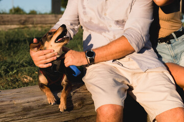 Portait of multi-breed small dog walking and playing with owner in public park, young playful puppy