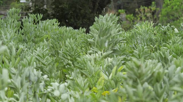 Green growing crop of bean plantation shaking in the wind