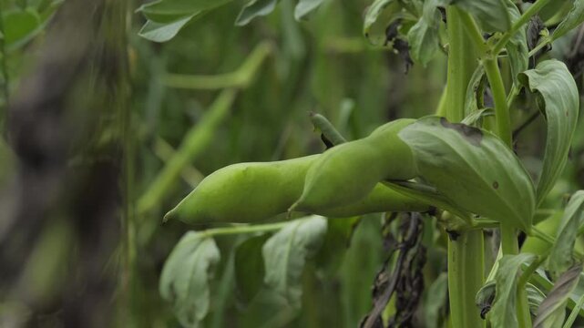 Green bean pods ripening on a bean plantation