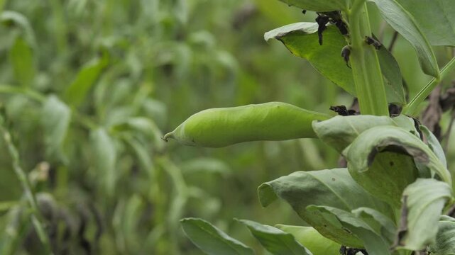 Close-up shot of a green bean plant in a field, gently swaying in the wind.