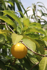 Pouteria caimito fruit on tree in farm