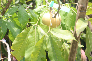 Obraz premium Pouteria caimito fruit on tree in farm