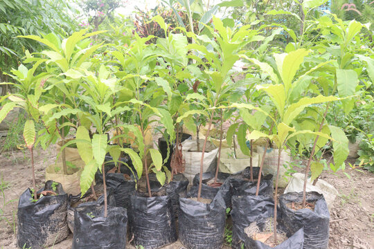 Pouteria caimito fruit plant on farm