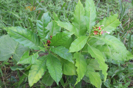 Indian snakeroot plant on jungle
