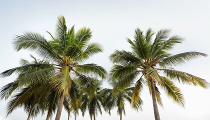 Collection of Palm Trees: Featuring Coconut Palms"