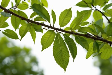 Obraz premium Vibrant Green Tree Leaves Isolated on White Background