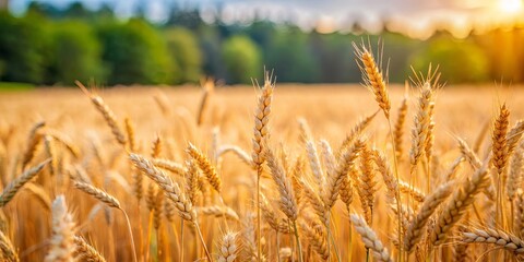 Fototapeta premium Close-up shot of wheat field with blurred trees in background and grass in foreground