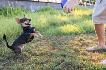 Portait of multi-breed small dog walking and playing with owner in public park, young playful puppy