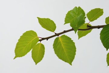 Fototapeta premium Vibrant Green Tree Leaves on Branch Isolated Against White Background