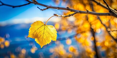 Obraz premium Close-up of yellow leaf on tree branch with blue sky backdrop and foreground of fallen leaves
