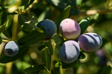 Close-up view of olive branch with olives at sunset.