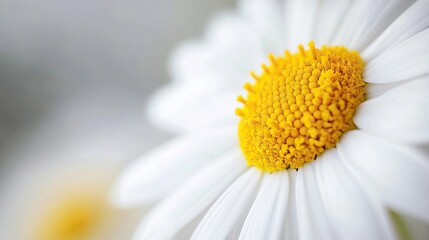 Fototapeta premium Close-up of a white daisy, focusing on the yellow center with soft background blur