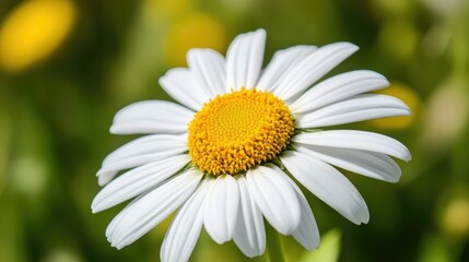 Obraz premium Close-up of a white daisy, focusing on the yellow center with soft background blur