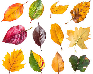 Obraz premium Collection of Multicolored Fallen Autumn Leaves, Isolated on a Transparent PNG Background 