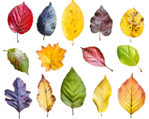 Collection of Multicolored Fallen Autumn Leaves, Isolated on a Transparent PNG Background   