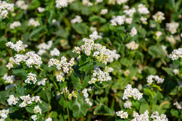 Close up of flowers of buckwheat. Blooming buckwheat field